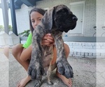 Small Photo #9 Mastiff Puppy For Sale in ALVIN, TX, USA