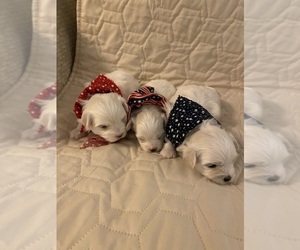 Maltese Puppy for sale in WHITESBURG, KY, USA