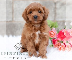 Cavapoo (Miniature) Puppy for sale in DORNSIFE, PA, USA