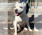 Small #2 Boxer Mix