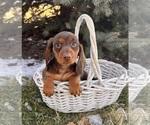 Small #2 Dachshund