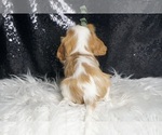 Small #5 Cavalier King Charles Spaniel