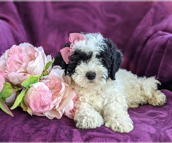 Medium Photo #6 Bichpoo-Poodle (Miniature) Mix Puppy For Sale in LINCOLN UNIV, PA, USA