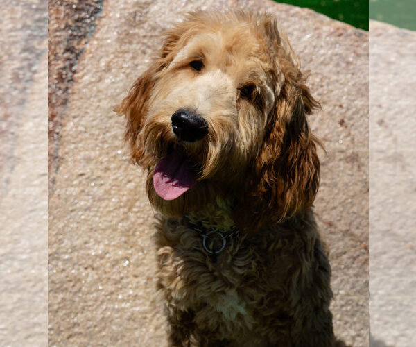 Medium Photo #1 Labradoodle Puppy For Sale in LAS VEGAS, NV, USA