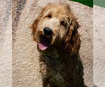 Small Photo #1 Labradoodle Puppy For Sale in LAS VEGAS, NV, USA