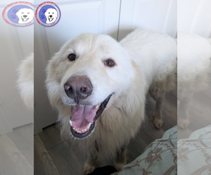 Great Pyrenees Dogs for adoption in Spring, TX, USA