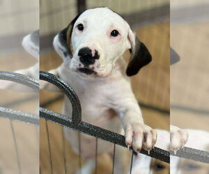 Mutt Dogs for adoption in Woodbury, NY, USA