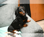 Small Photo #1 Dachshund Puppy For Sale in NORWALK, IA, USA