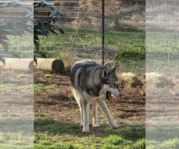 Medium Photo #3 Siberian Husky-Unknown Mix Puppy For Sale in Scottsboro, AL, USA