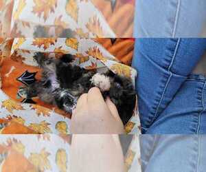 Aussiedoodle Miniature Puppy for sale in COLLEGE STA, TX, USA