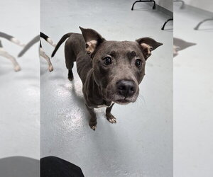 Mutt Dogs for adoption in St. Cloud, FL, USA