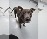 Small Mutt