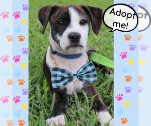 Mutt Dogs for adoption in Plantation, FL, USA