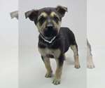 Small #1 Labrador Retriever Mix