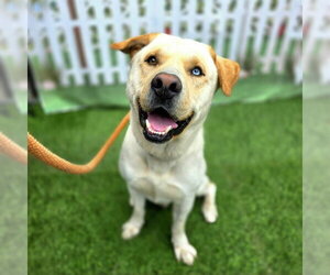 Labsky Dogs for adoption in Long Beach, CA, USA