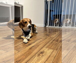 Beagle Dogs for adoption in Calgary, Alberta, Canada