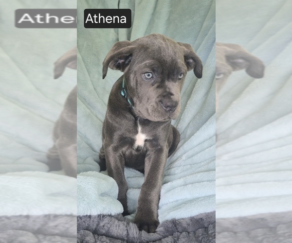 Medium Photo #13 Cane Corso Puppy For Sale in MINERAL WELLS, WV, USA