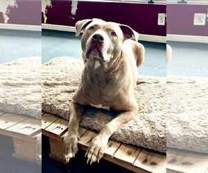 Sophie - Female American Staffordshire Terrier-Unknown Mix Dog for Adoption - Photo #4