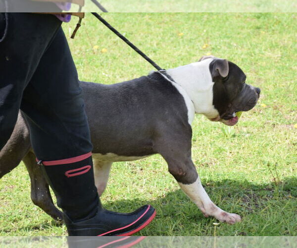 Medium Photo #6 American Staffordshire Terrier Puppy For Sale in Anniston, AL, USA