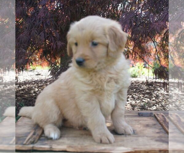 Medium Photo #2 Goldendoodle-Poodle (Miniature) Mix Puppy For Sale in AUGUSTA, WV, USA