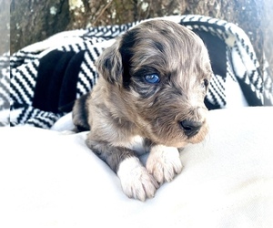 Medium Aussiedoodle