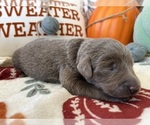 Puppy Slash Labrador Retriever