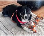 Small #2 Labrador Retriever Mix