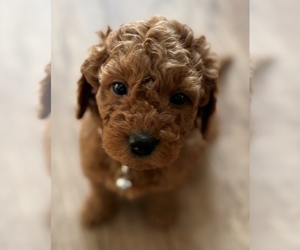 Medium Photo #8 Goldendoodle (Miniature) Puppy For Sale in SAINT MARYS, KS, USA