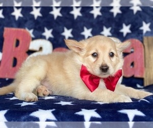 Eskland Puppy for sale in LANCASTER, PA, USA