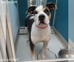 American Pit Bull Terrier Dogs for adoption in Oklahoma City, OK, USA