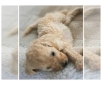 Small #3 Poodle (Standard)