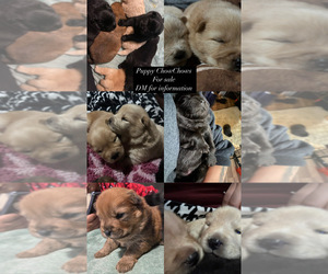 Chow Chow Puppy for sale in MERCED, CA, USA