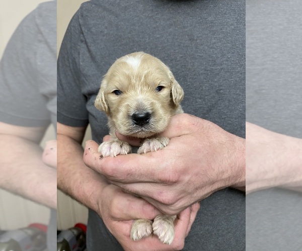 Medium Photo #7 Goldendoodle Puppy For Sale in WEAVERVILLE, NC, USA