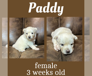 Pomsky Puppy for sale in DE SOTO, KS, USA