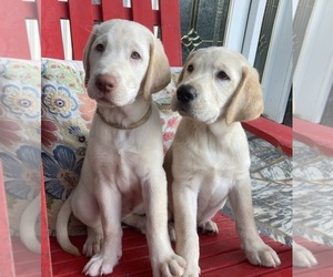 Labrador Retriever Litter for sale in BURNSVILLE, NC, USA