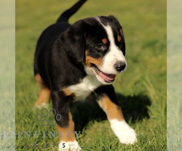 Medium Photo #4 Greater Swiss Mountain Dog Puppy For Sale in RONKS, PA, USA