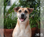 Small #3 Labrador Retriever Mix