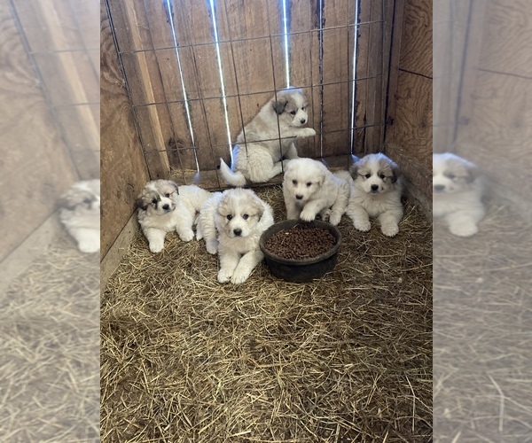 Medium Photo #1 Great Pyrenees Puppy For Sale in MEADOWVIEW, VA, USA