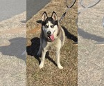 Small #2 Siberian Husky