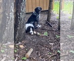 Small Photo #1 F2 Aussiedoodle Puppy For Sale in ONAWAY, MI, USA