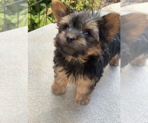 Yorkshire Terrier Puppy for sale in LAS VEGAS, NV, USA