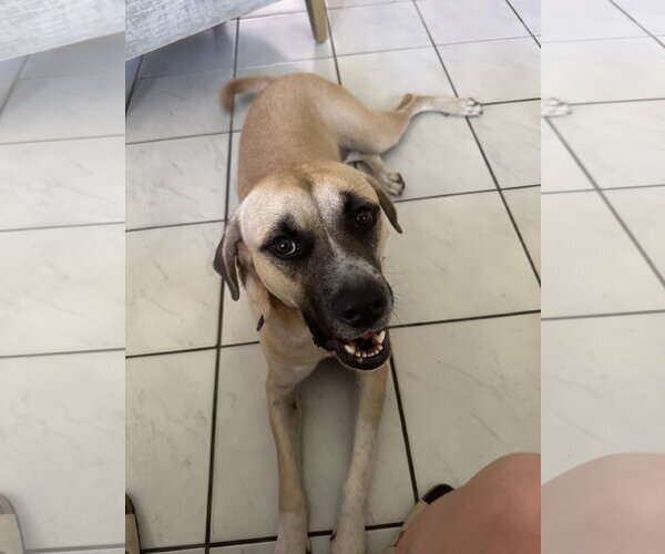 Medium Photo #1 Boxer-Unknown Mix Puppy For Sale in Miami, FL, USA