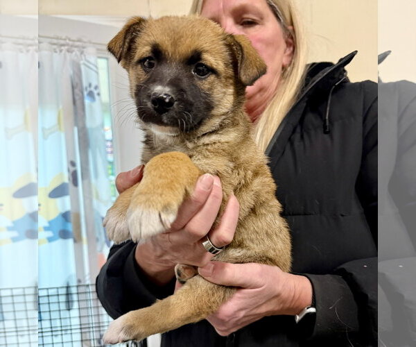 Medium Photo #10 Collie-Unknown Mix Puppy For Sale in Gilberts, IL, USA
