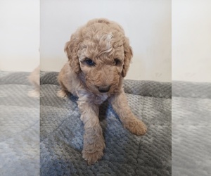 Poodle (Standard)-Springerdoodle Mix Puppy for sale in MONTELLO, WI, USA