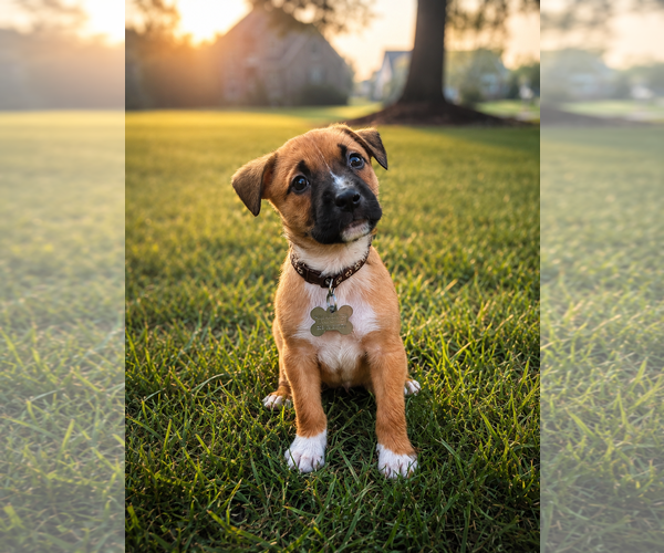 Medium Photo #1 American Pit Bull Terrier-Black Mouth Cur Mix Puppy For Sale in Holly Springs, NC, USA