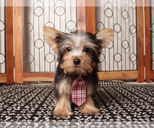 Yorkshire Terrier Puppy for sale in NAPLES, FL, USA