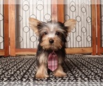 Small Yorkshire Terrier