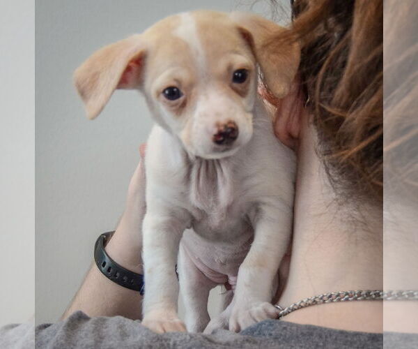 Medium Photo #5 Chiweenie Puppy For Sale in Huntley, IL, USA
