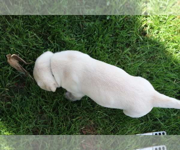 Medium Photo #2 Labrador Retriever Puppy For Sale in WELLMAN, IA, USA