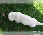 Small #1 Labrador Retriever